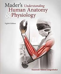 Maders Understanding Human Anatomy and Physiology 8th Edition by Susannah Longenbaker Test Bank